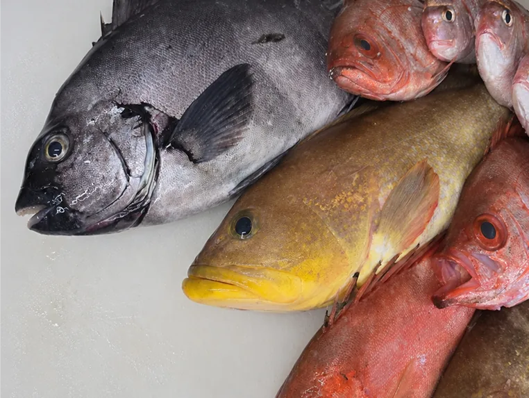 仕入れたばかりの鯛やのどぐろなどの鮮魚